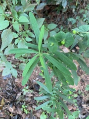 Euphorbia kraussiana