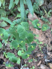 Euphorbia kraussiana