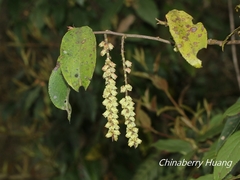 Stachyurus himalaicus