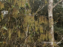 Stachyurus himalaicus