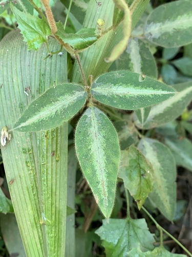 Silverleaf Desmodium