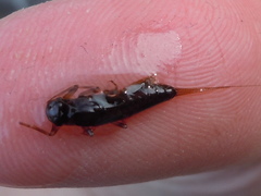 Paraleptophlebia debilis