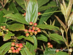 Viburnum taitoense