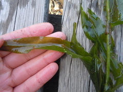 Potamogeton praelongus