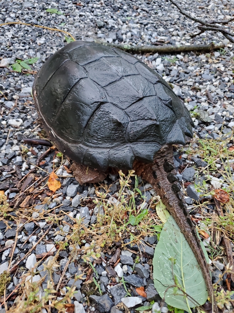 Common Snapping Turtle from Chester County, US-PA, US on June 3, 2020 ...