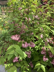 Deutzia rosea