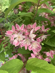 Deutzia rosea