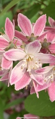 Deutzia rosea