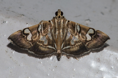 Chabula telphusalis