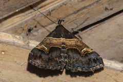 Bertula abjudicalis