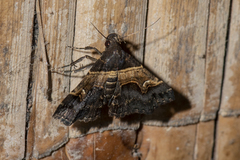 Bertula abjudicalis