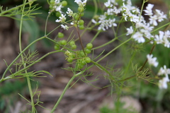 Coriandreae