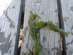 Potamogeton praelongus