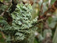 Pannaria leproloma