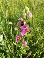 Ophrys apifera