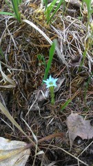 Gentiana aquatica pseudoaquatica