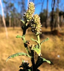 Pterocaulon redolens