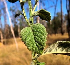 Pterocaulon redolens