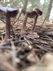 Mycena vinacea