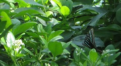 Graphium colonna
