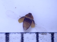 Corylophidae