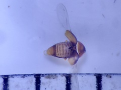 Corylophidae