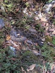 Crotalus molossus nigrescens