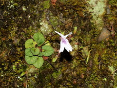Viola formosana