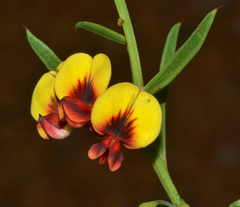 Daviesia angulata