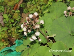 Petasites formosanus