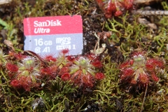 Drosera roseana