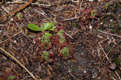 Drosera roseana