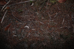 Drosera roseana