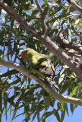 Polytelis anthopeplus