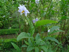 Solanum wendlandii