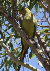 Polytelis anthopeplus