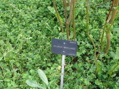 Solanum wendlandii