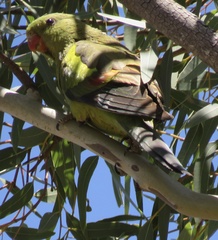 Polytelis anthopeplus