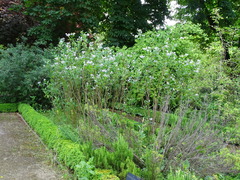 Solanum wendlandii