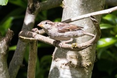 Passer domesticus