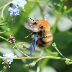 Bombus pascuorum