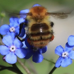 Bombus pascuorum