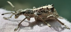 Leptopius clavus