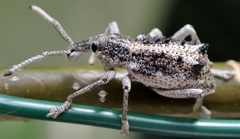 Leptopius clavus