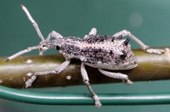 Leptopius clavus
