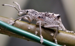 Leptopius clavus