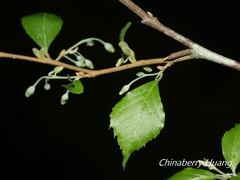 Styrax formosanus