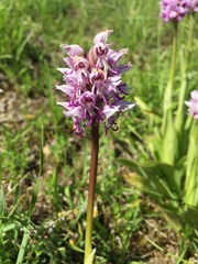Orchis simia simia