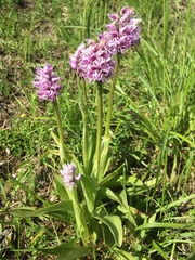 Orchis simia simia
