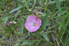 Convolvulus chinensis